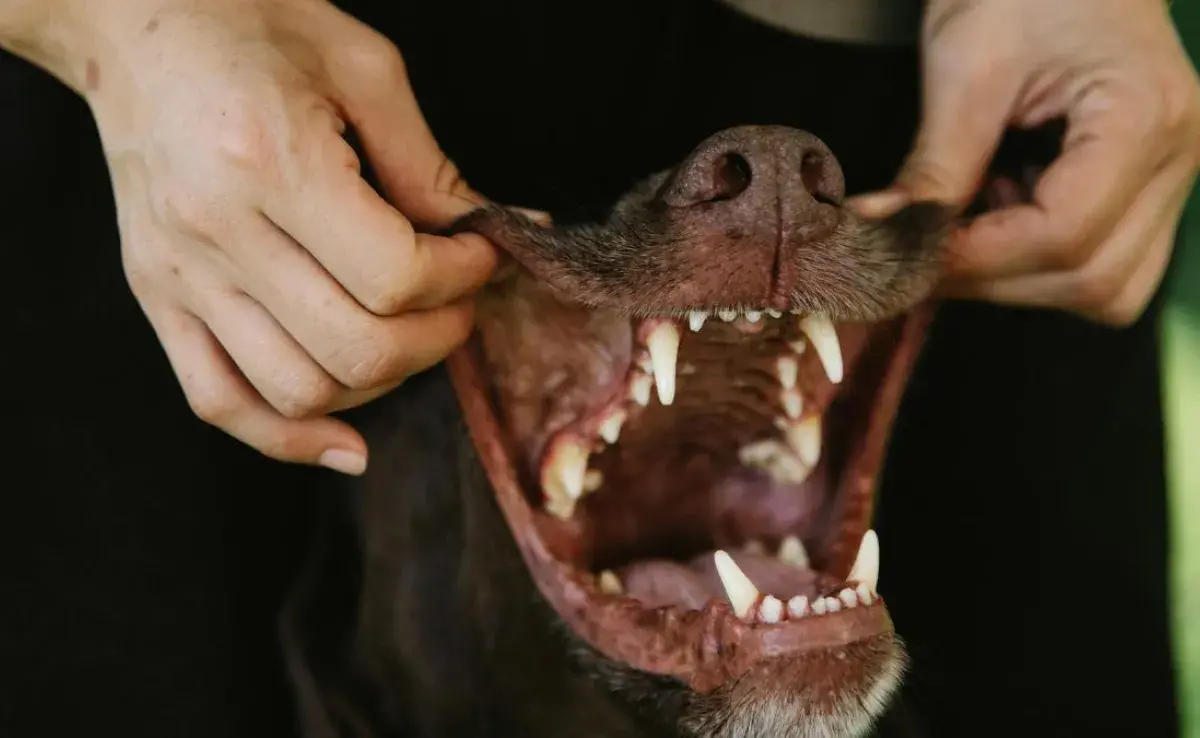 Aprende a identificar enfermedades revisando las encías de tu perro.