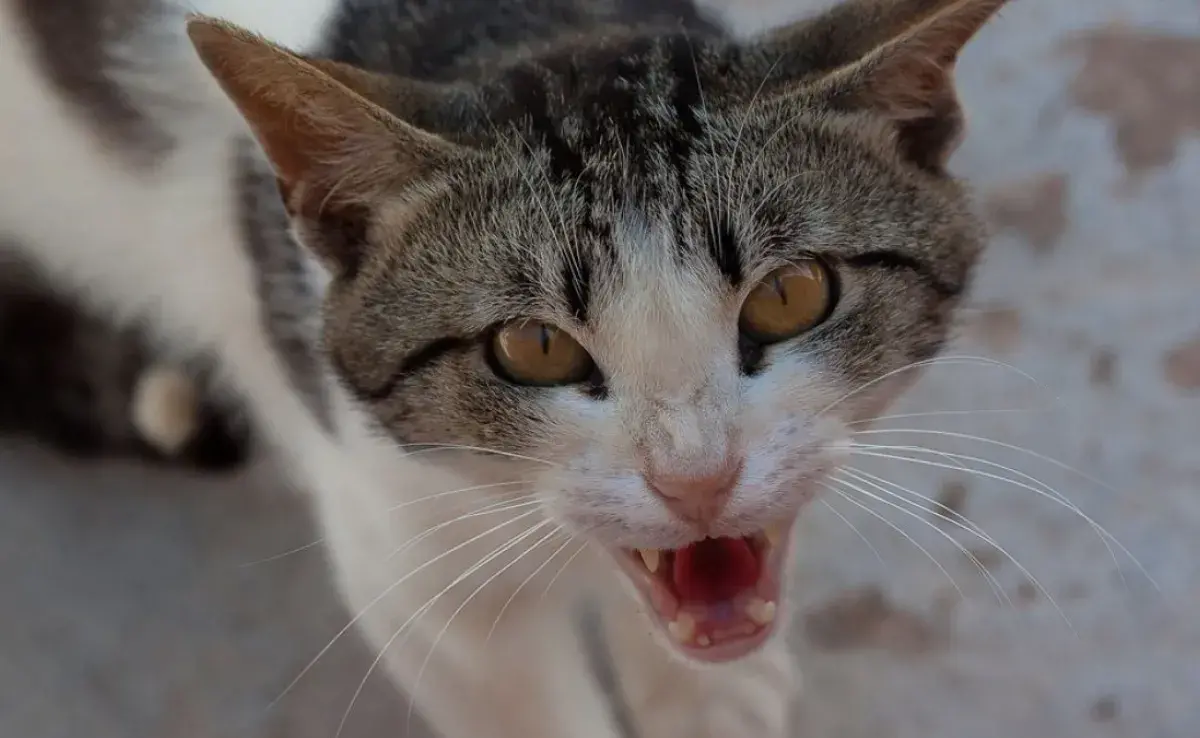 Cómo modificar el comportamiento en gatos agresivos