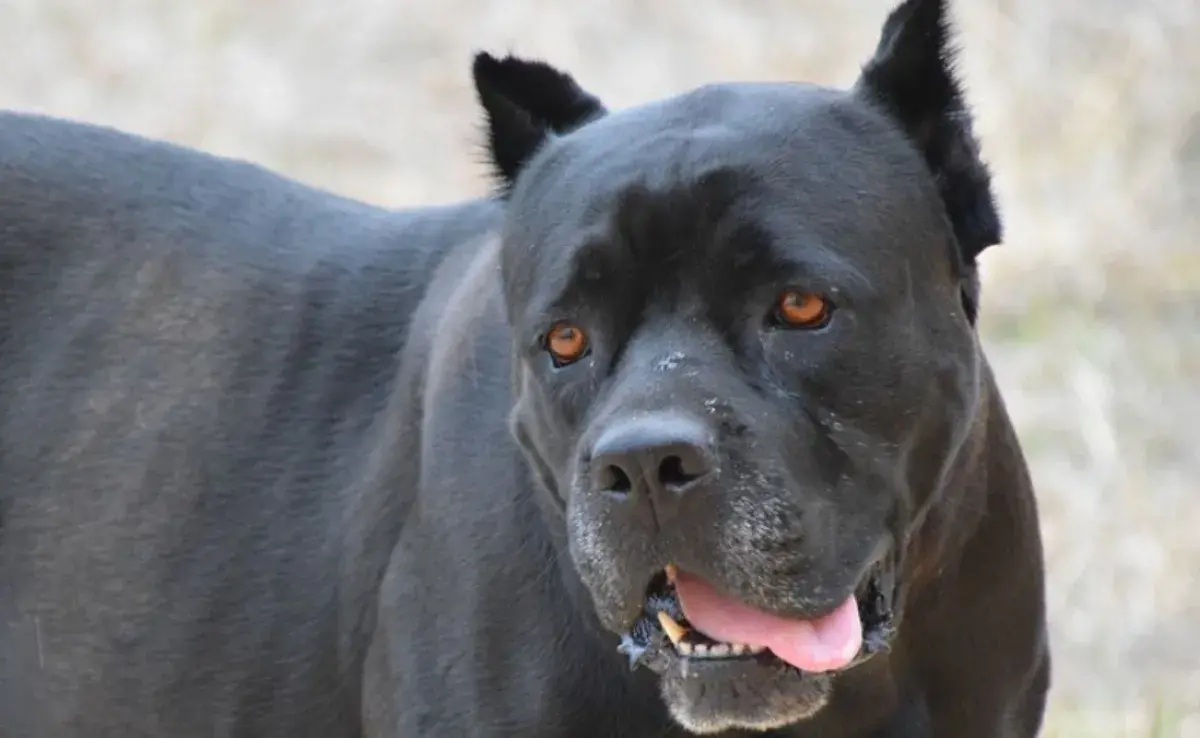 Mutilar por estética es ilegal: No cortes las orejas de tu perro.
