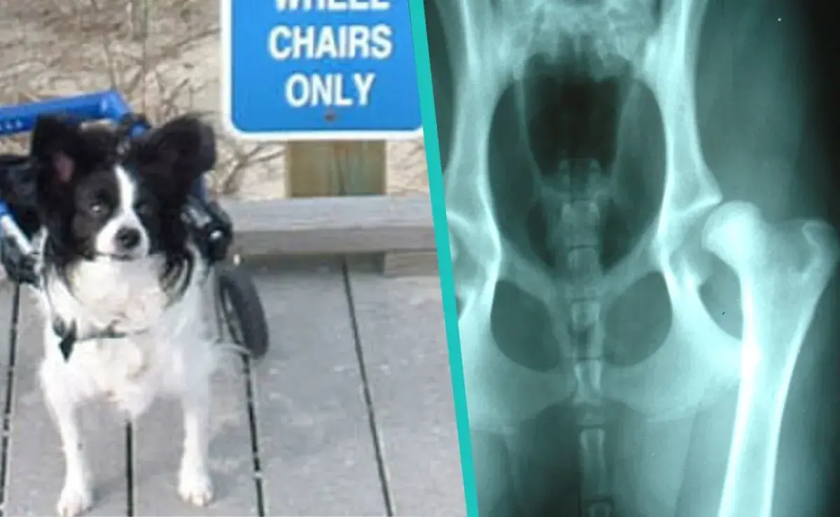 ¿Sabías que la acupuntura ayuda a perros con displasia de cadera?
