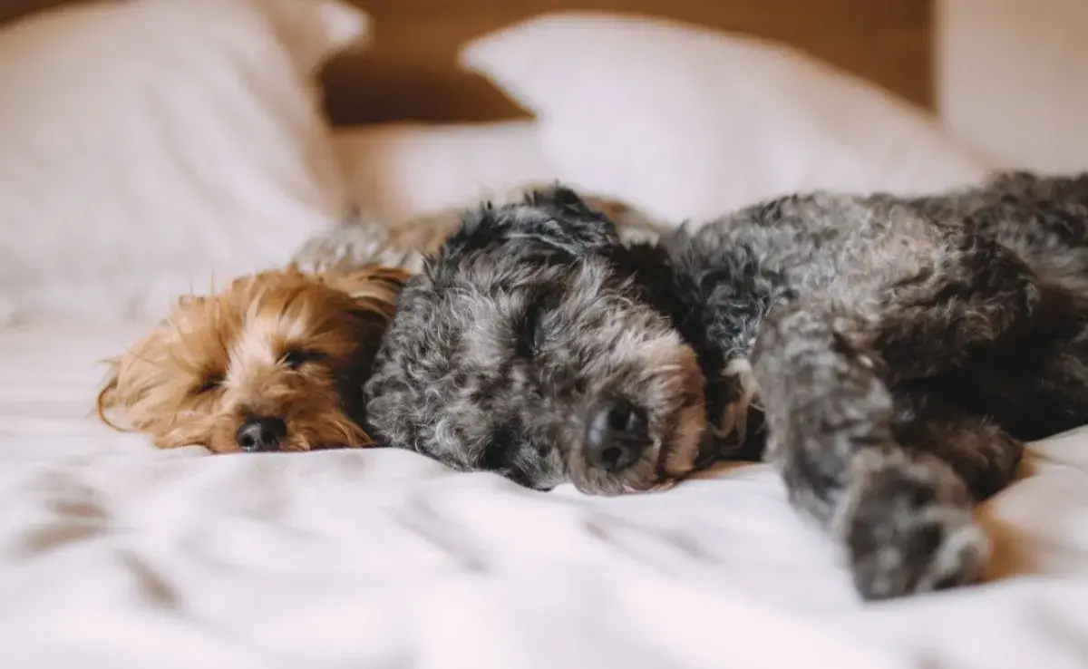 El tamaño de la cama sí importa, también la comodidad que puede ofrecerle a tu perro.