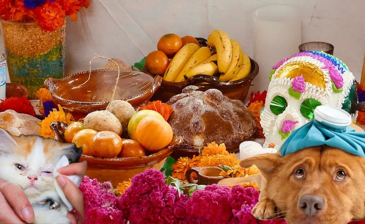 Elementos de tu ofrenda que podrían ser tóxicos para tu mascota