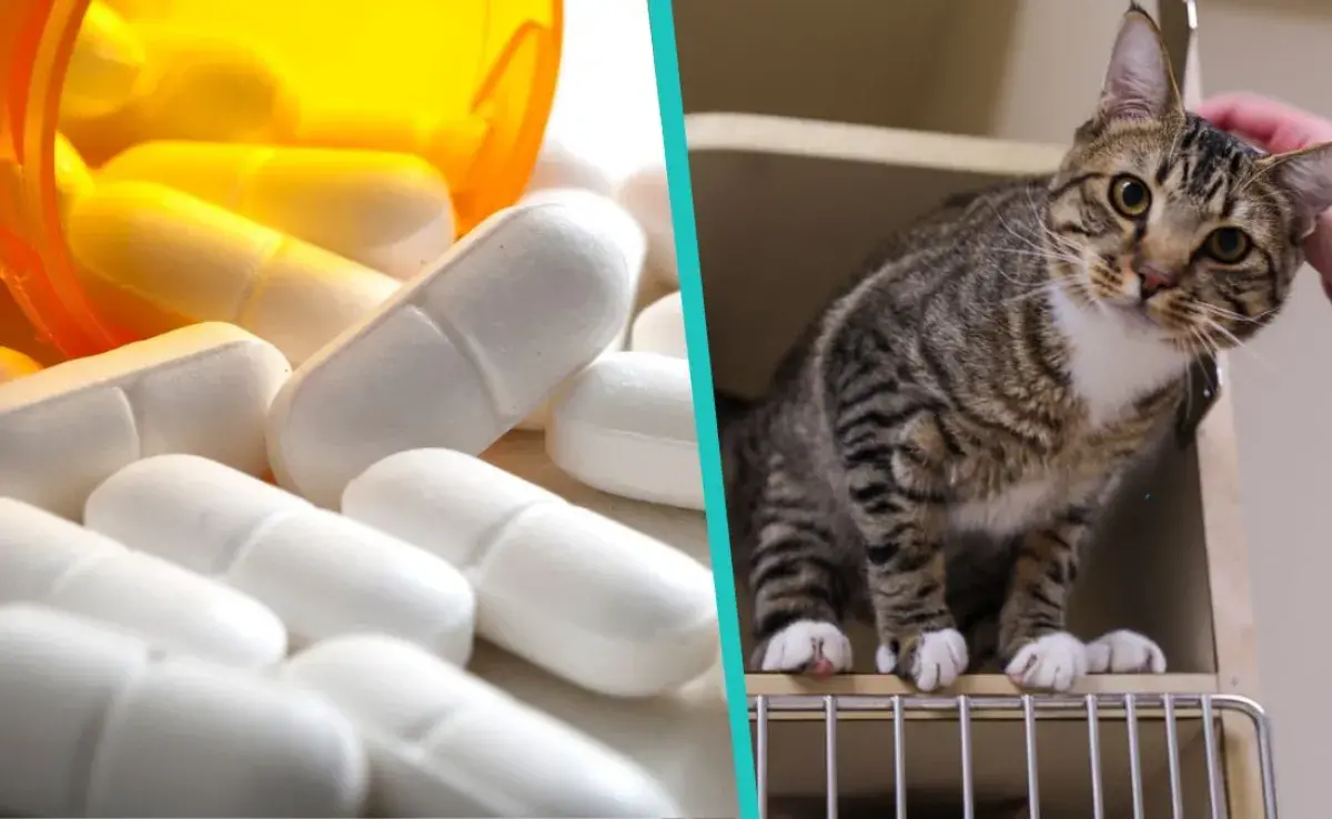 Antibióticos y gatos: lo que debes saber