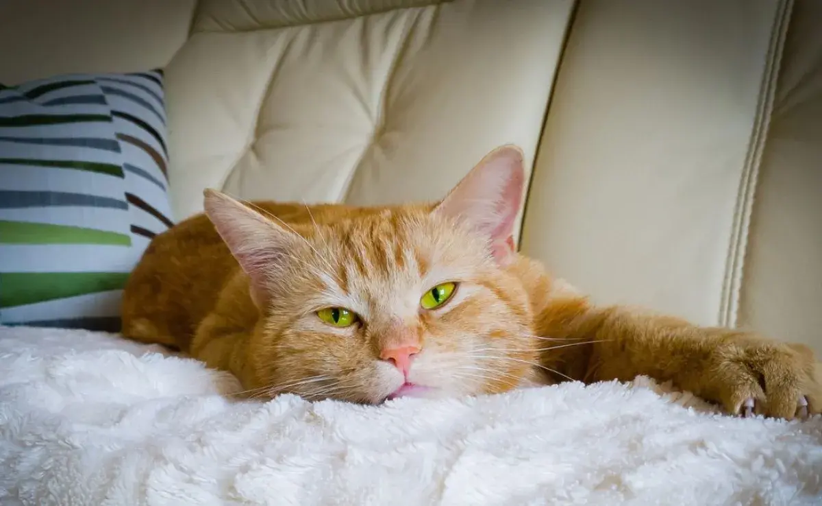 Descubre los beneficios de dormir con tu gato.