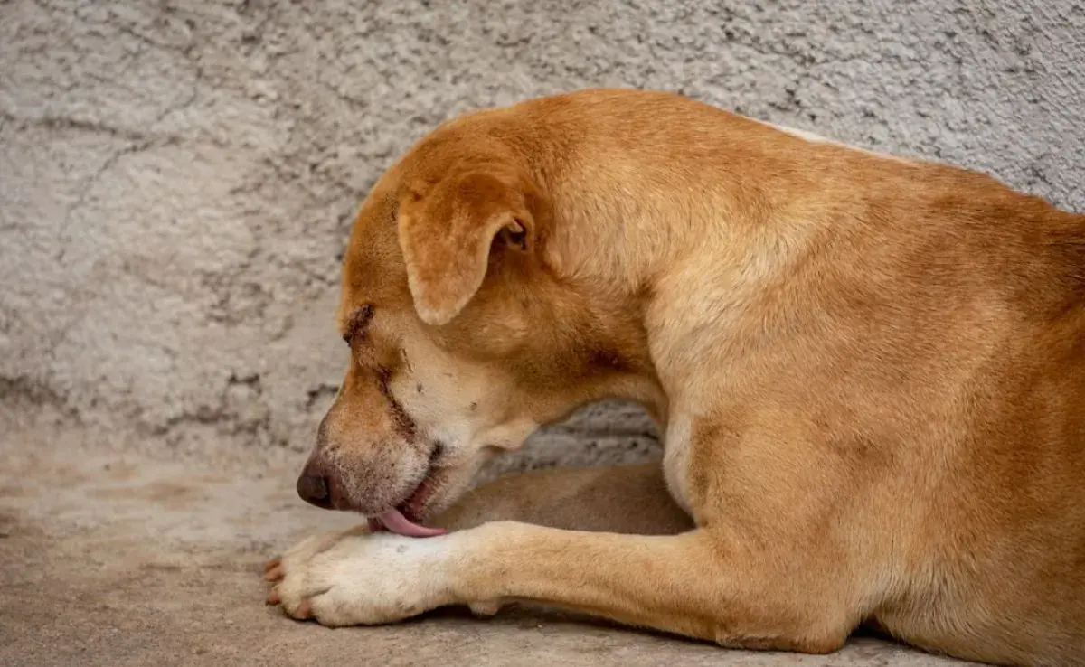 Cómo evitar que un perro lama herida: usa ropa quirúrgica para protección