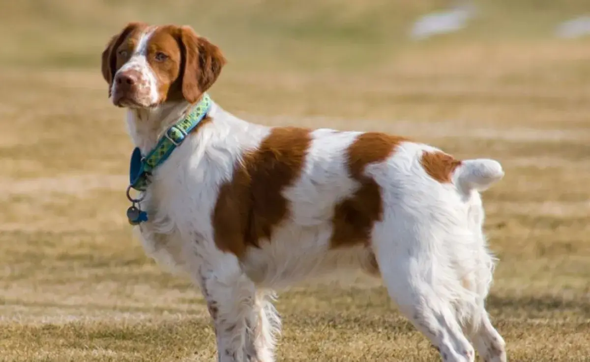 Perros están evolucionando: del trabajo a la amistad