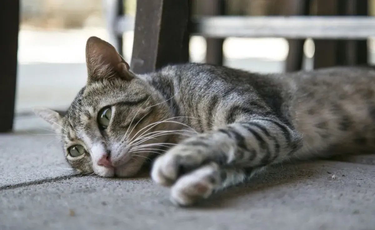 ¿Un gato puede morir por problemas urinarios? Conoce los riesgos