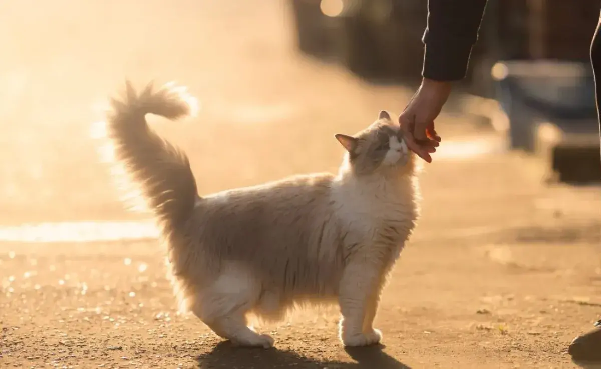 El significado cuando tu gato se frota contra ti