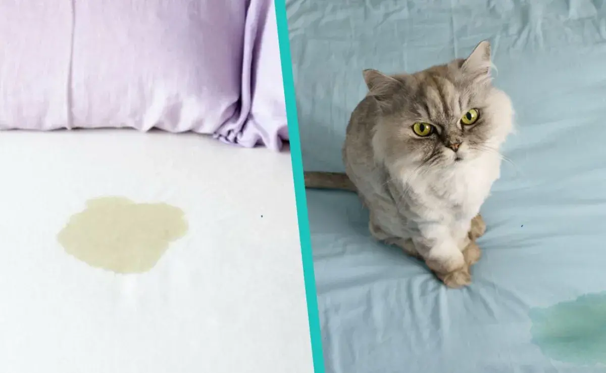 ¿Tu gato orina en la cama? Tal vez no le gusta dónde está su arenero.