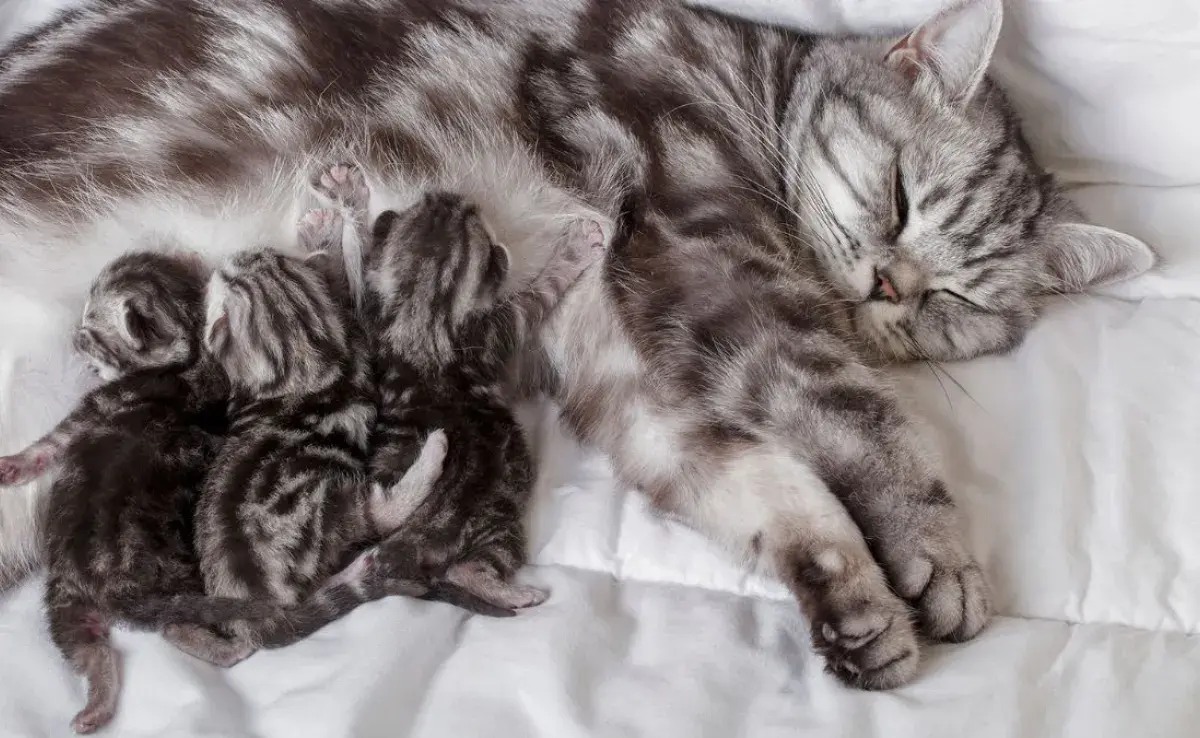 Gatos cuidan a sus crías: la lactancia, el primer cuidado