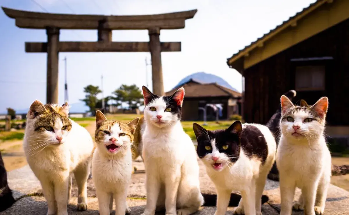 La importancia de los gatos en Japón: Cultura y espiritualidad