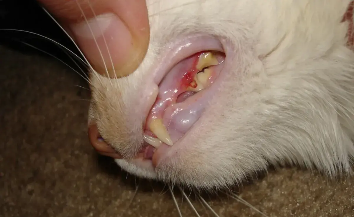 Cuida la salud dental de tu gato y evita la gingivitis