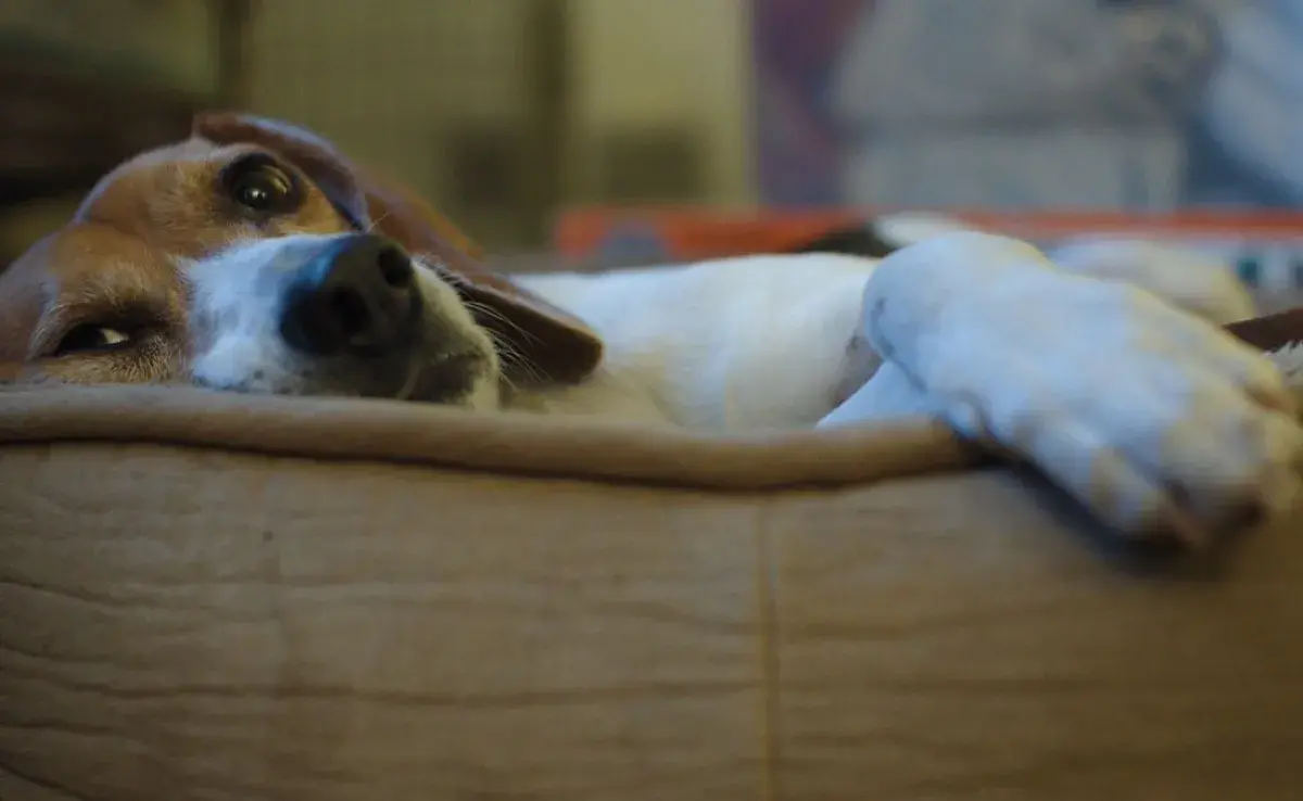 Cómo hacer vomitar a mi perro tras un envenenamiento