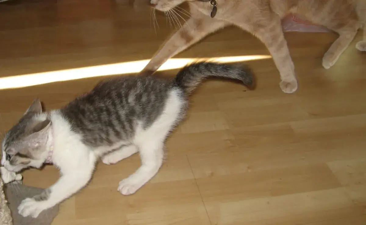 ¿Gatos se vuelven locos? Cómo ayudar a tu minino a liberar energía
