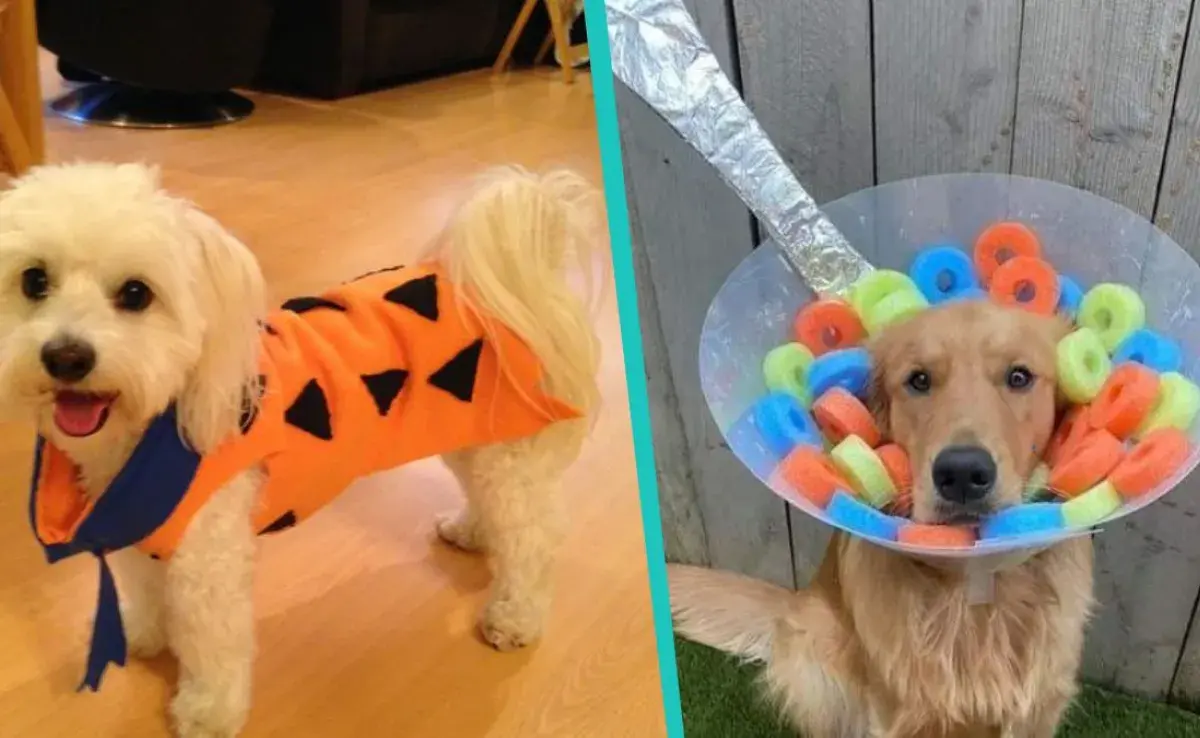 5 ideas de disfraces para tu perro que no le van a incomodar