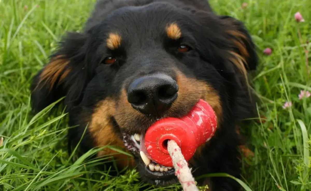 ¿Juguetes pequeños? ¡Cuidado con los peligros para tu perro!