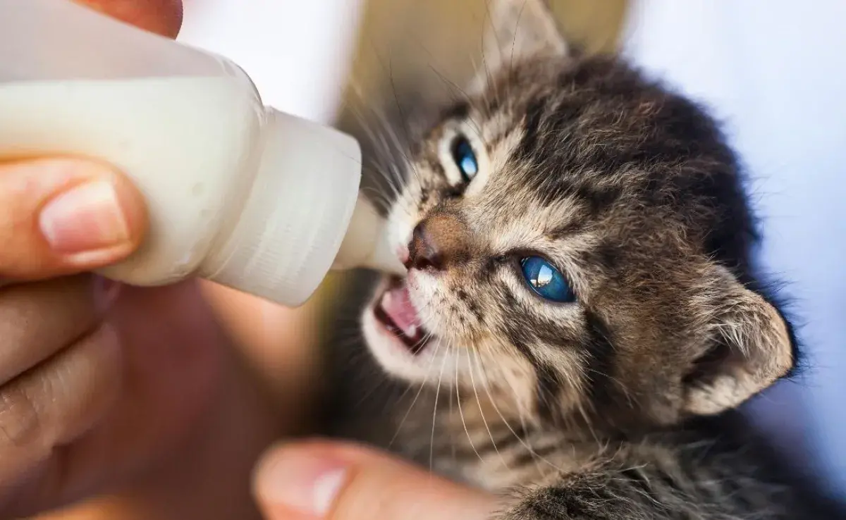 Leche para gatitos: este es el tipo de leche que debes darles
