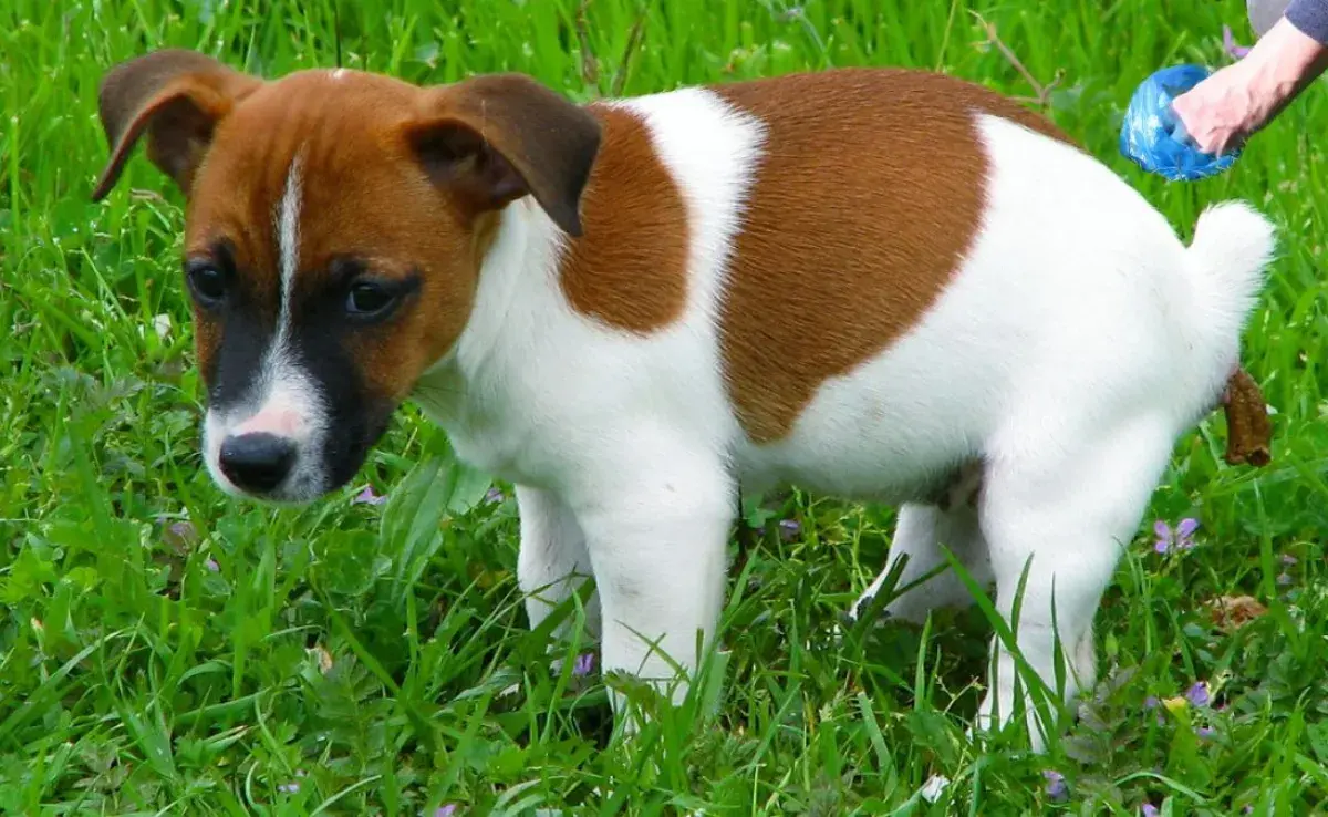 Cómo limpiar las heces de tu perro: paso a paso