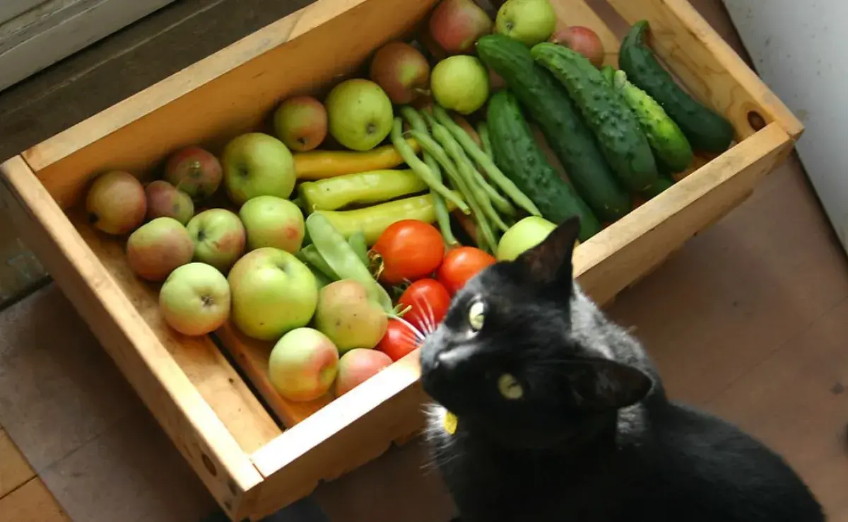 ¿Los gatos pueden comer manzana? Descubre si es seguro y cómo dársela