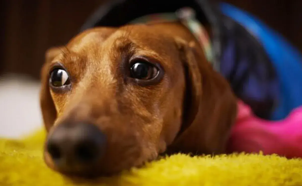 El estrés enferma a los perros: señales que indican problemas de salud.