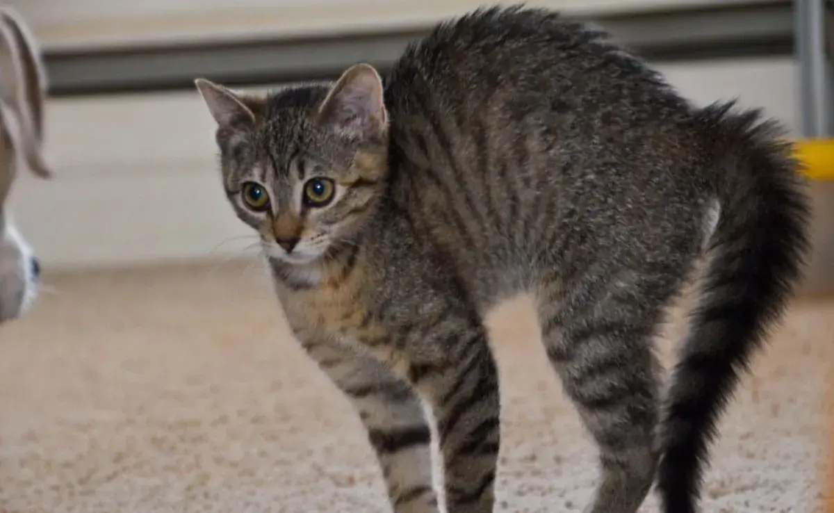 Gabapentina: Reduce la ansiedad en tu gato fácilmente