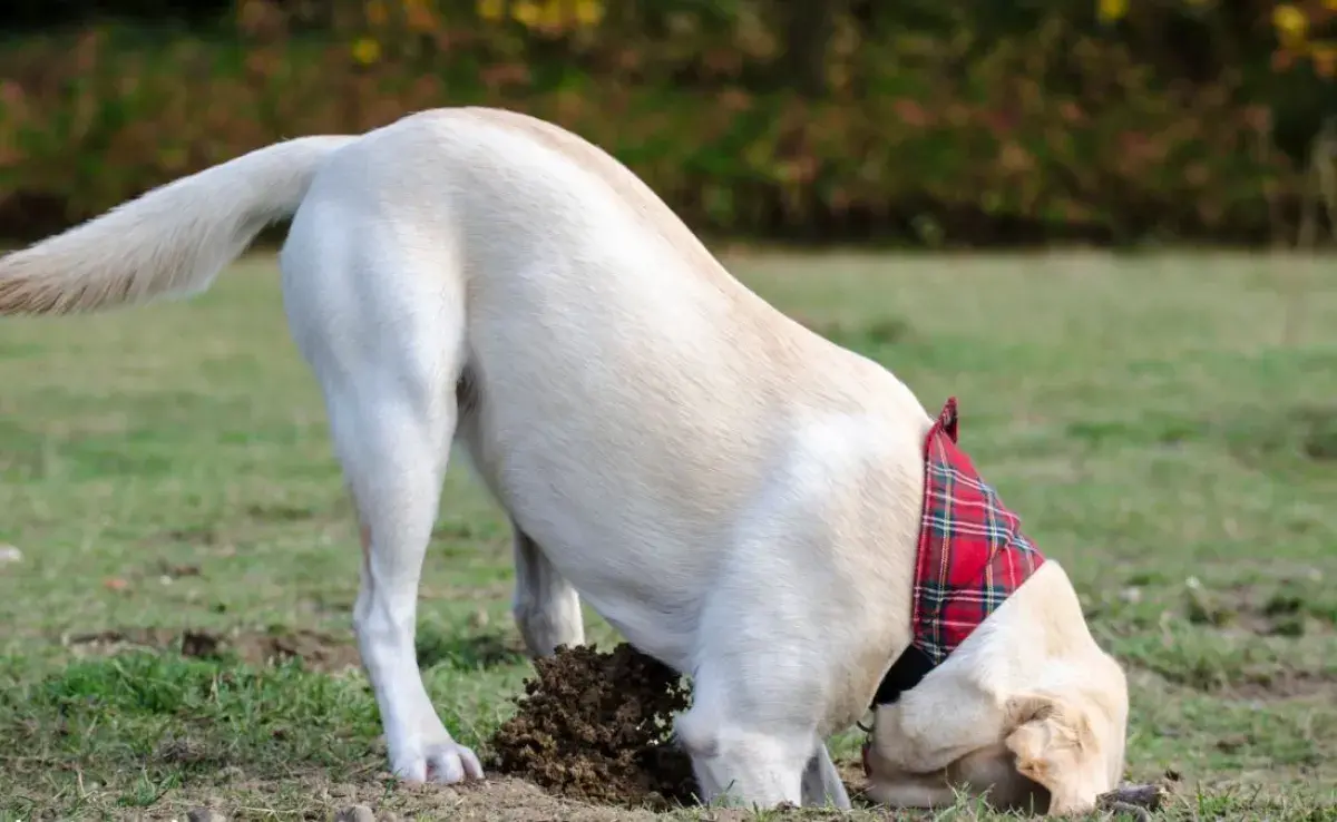 ¿Por qué mi perro come tierra? Conoce los motivos.