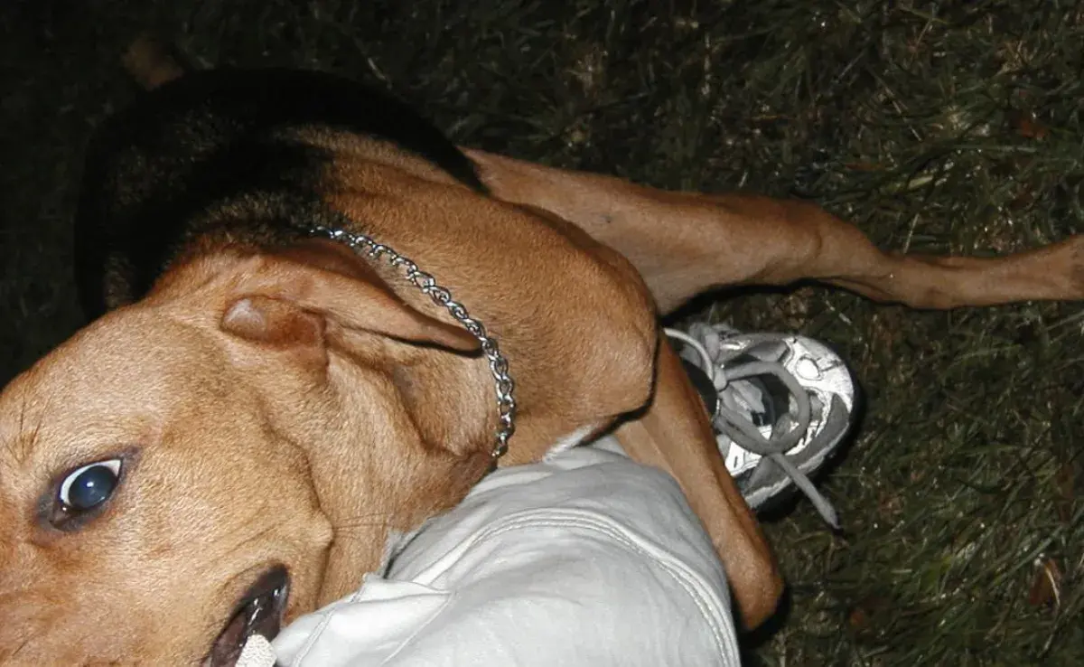 Evita que tu perro monte con estos simples trucos.