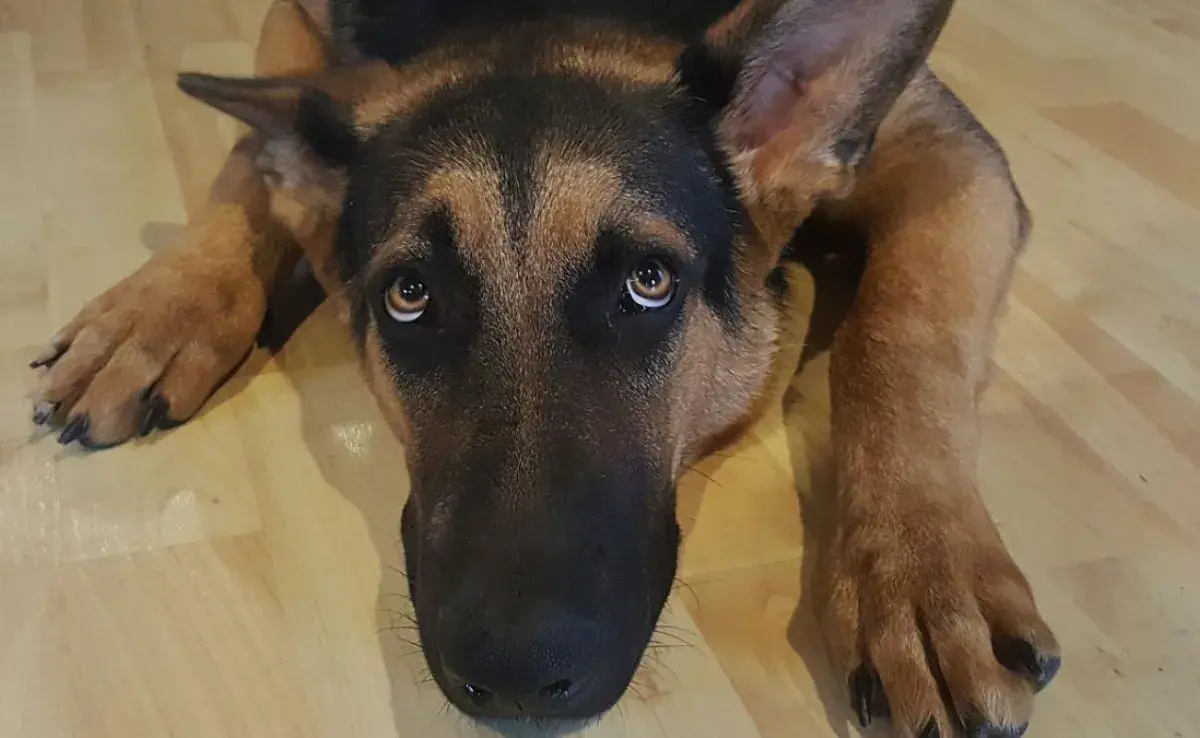Miedos de los perros: ¿tu perro tiene miedo a las escaleras?