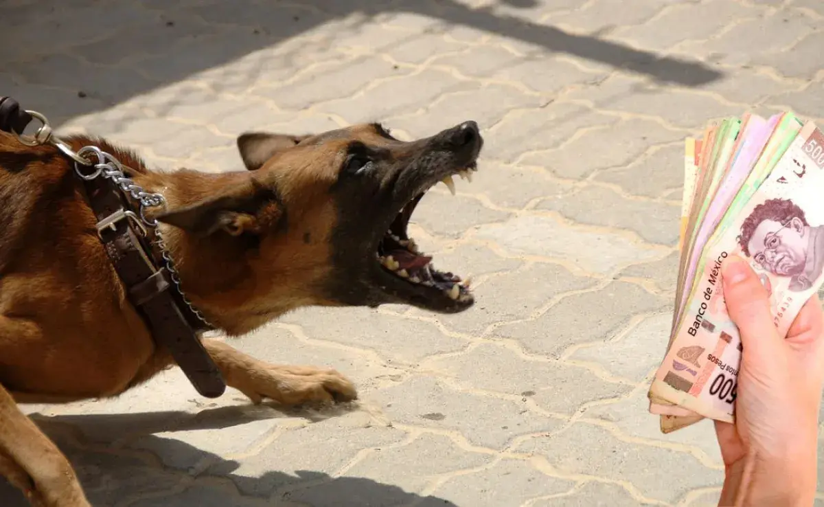 uidado con las sanciones: Multas por perros agresivos y desechos