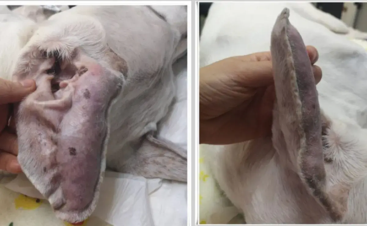 ¿Tu perro sufre de otohematoma? Cuándo visitar al veterinario
