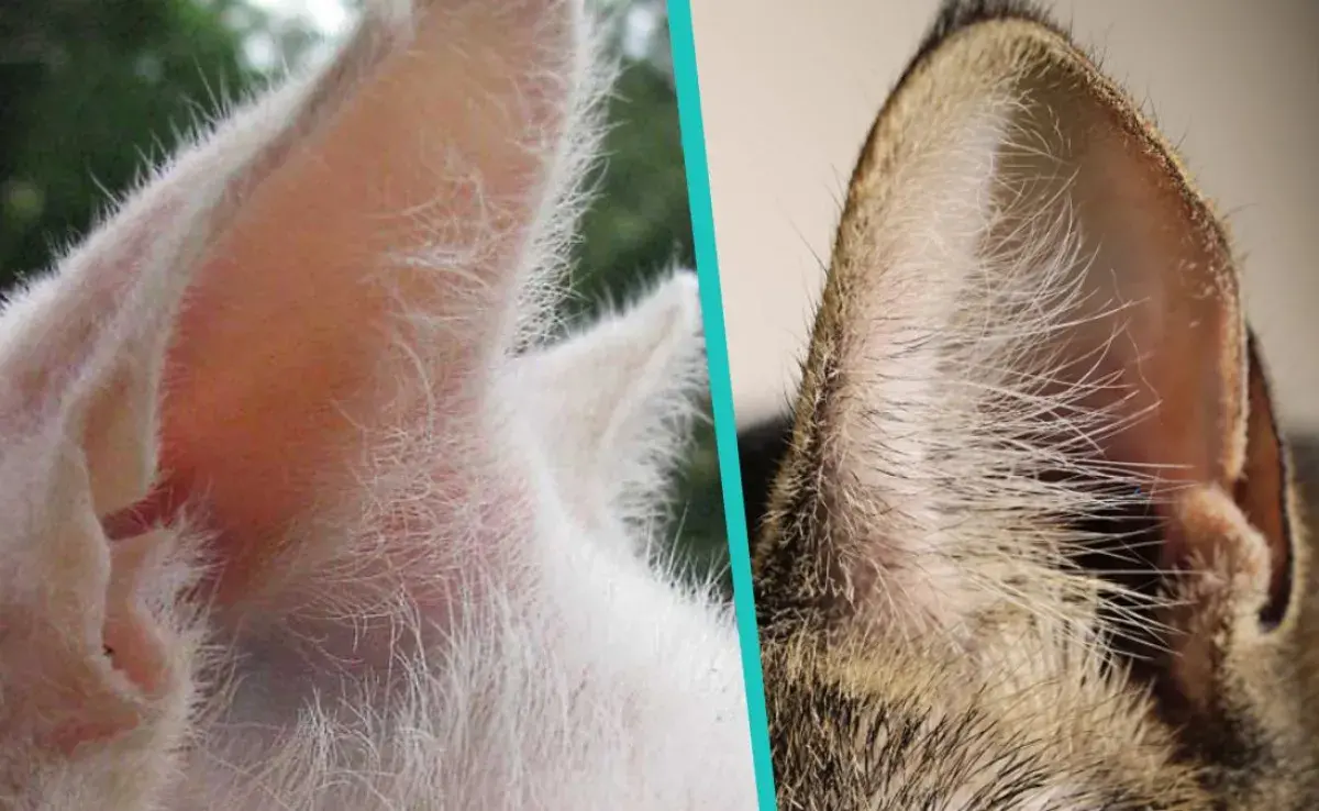 Pliegue en la oreja de mi gato: ¿para qué sirve la bolsa de Henry?