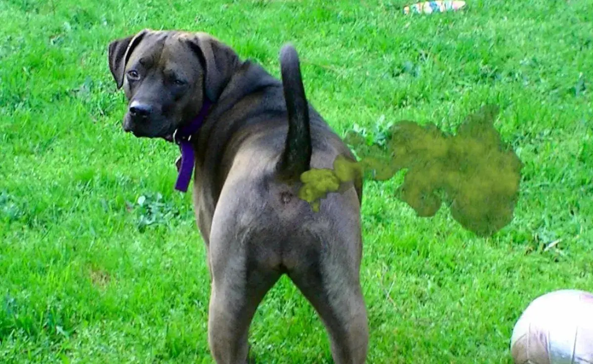 La alimentación es clave para prevenir que tu perro se eche pedos.