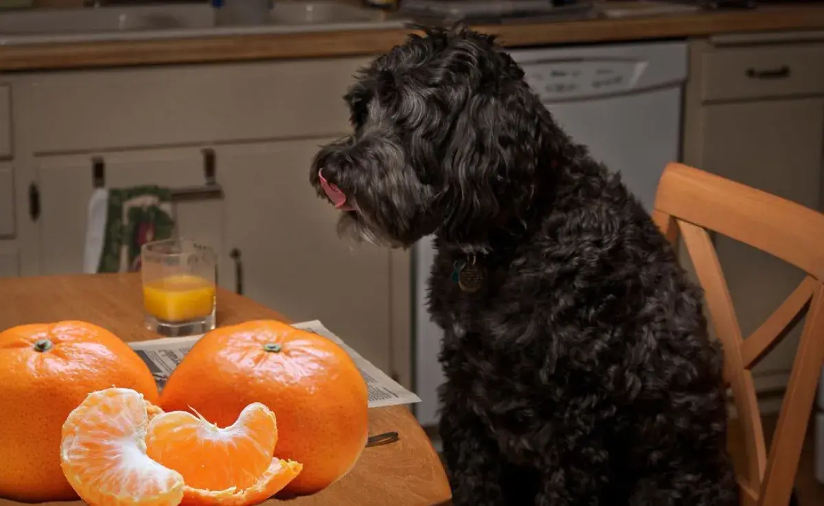 ¿Es bueno dar mandarina a los perros? Todo lo que debes saber