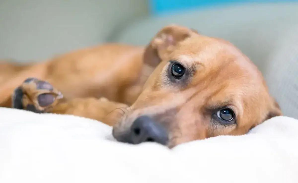 Tratamiento para diarrea en perros: hidratar con electrolitos