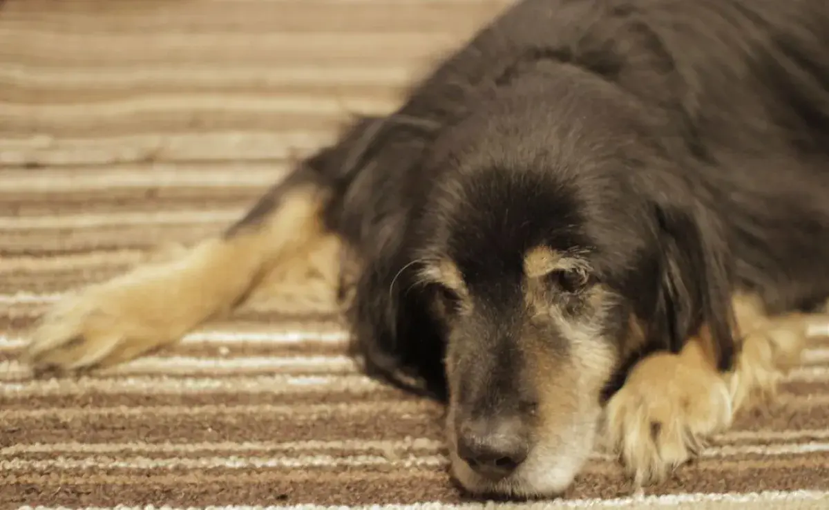 ¿Perros con depresión? Cambios en su comportamiento que no debes ignorar