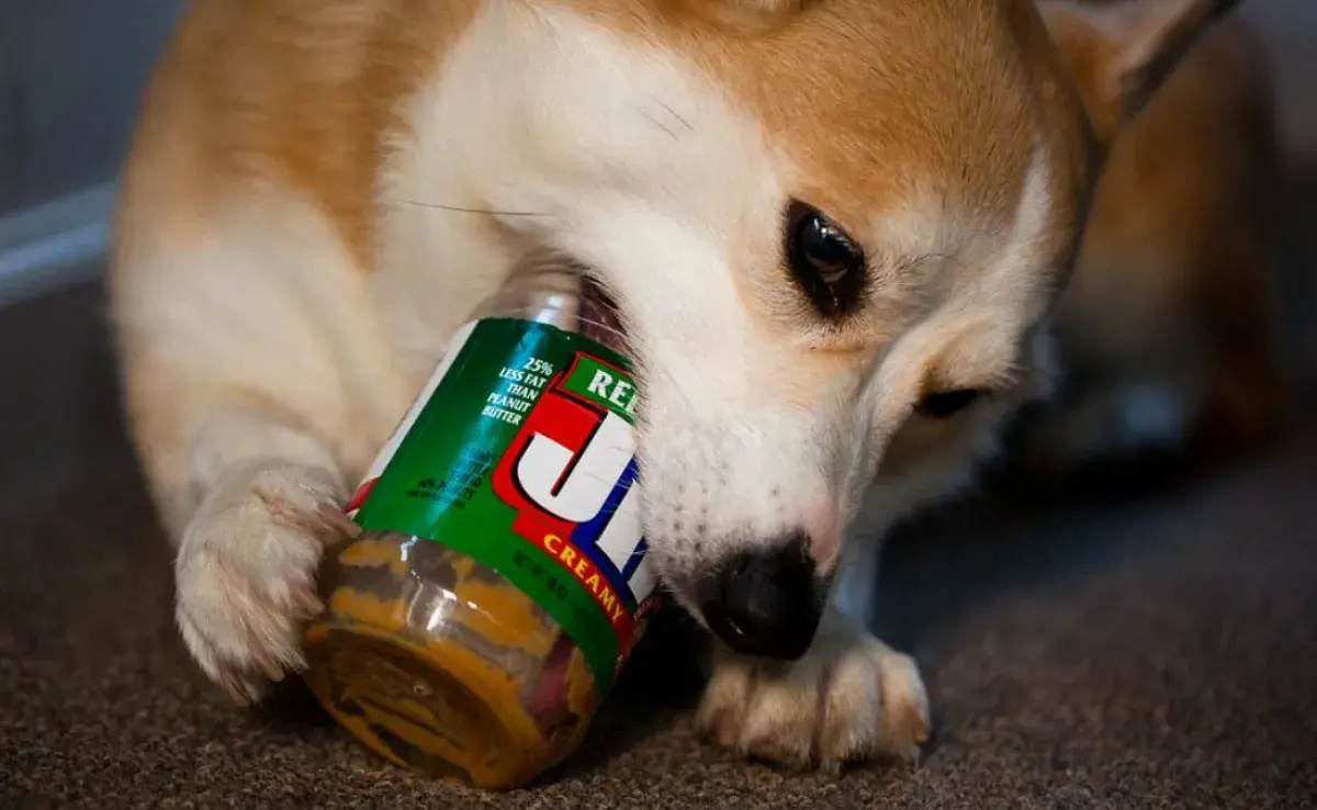 ¿Por qué los perros aman la crema de cacahuate?