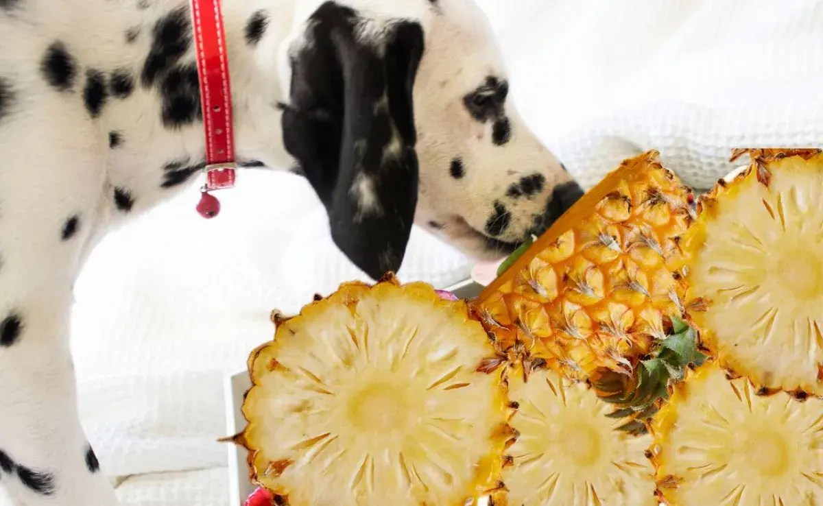 Darle piña a mi perro de forma moderada, ¡beneficios y riesgos!