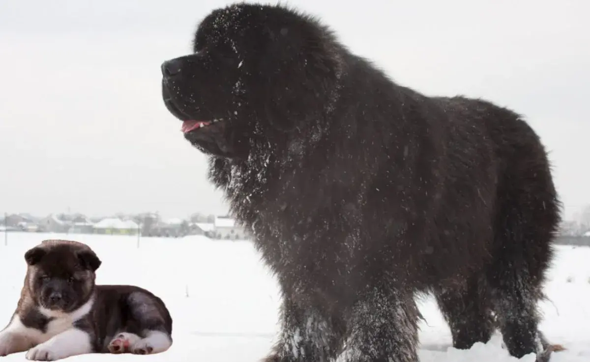 Las mejores razas de perros que sobreviven a temperaturas bajo cero”