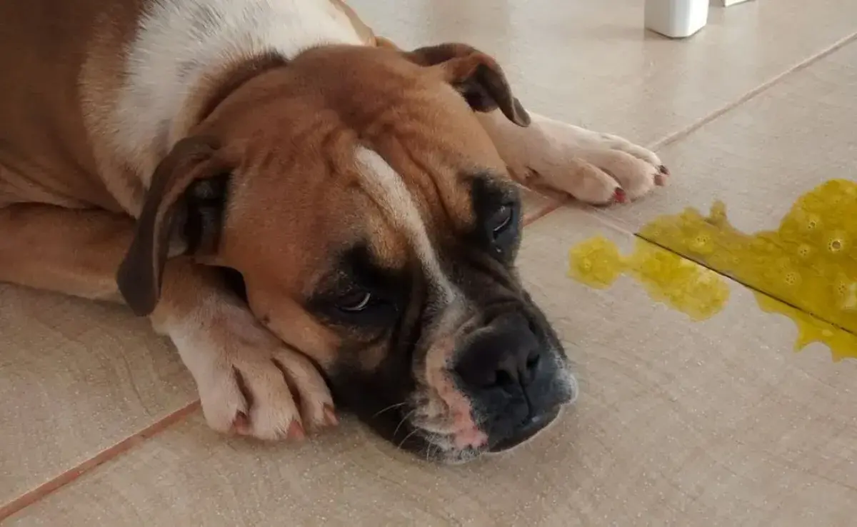 ¿Es malo que mi perro coma su propio vómito?