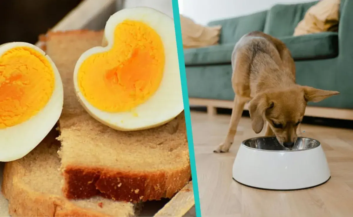 Premio casero para perro con 3 ingredientes: saludable y fácil de hacer