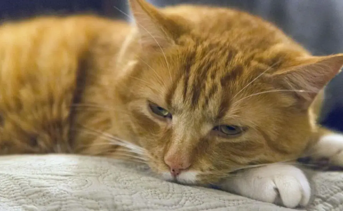 Cómo prevenir que mi gato haga pipí con sangre