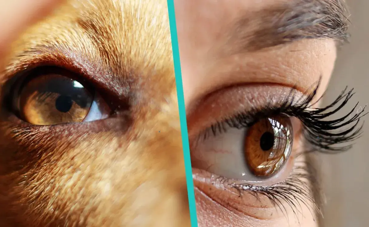 "¿Tu perro tiene problemas para ver en la luz? Descubre por qué