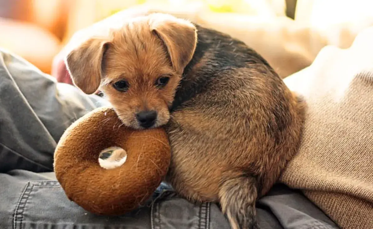 Conoce las características únicas de los perros falderos