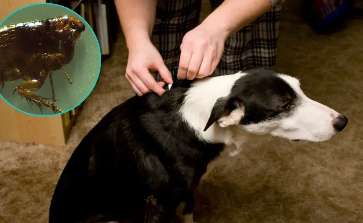 Qué hacer si mi perro tiene pulgas: consejos prácticos