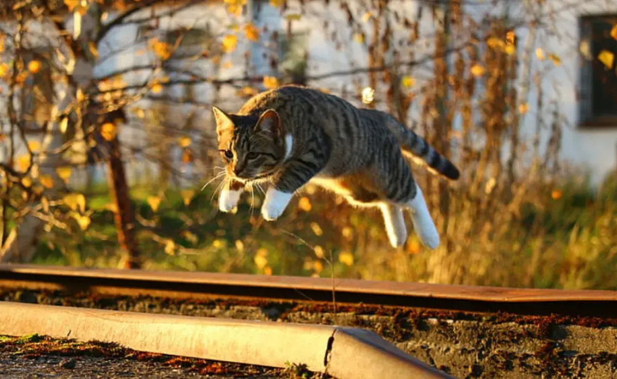 Gatos que brincan y se divierten todo el día