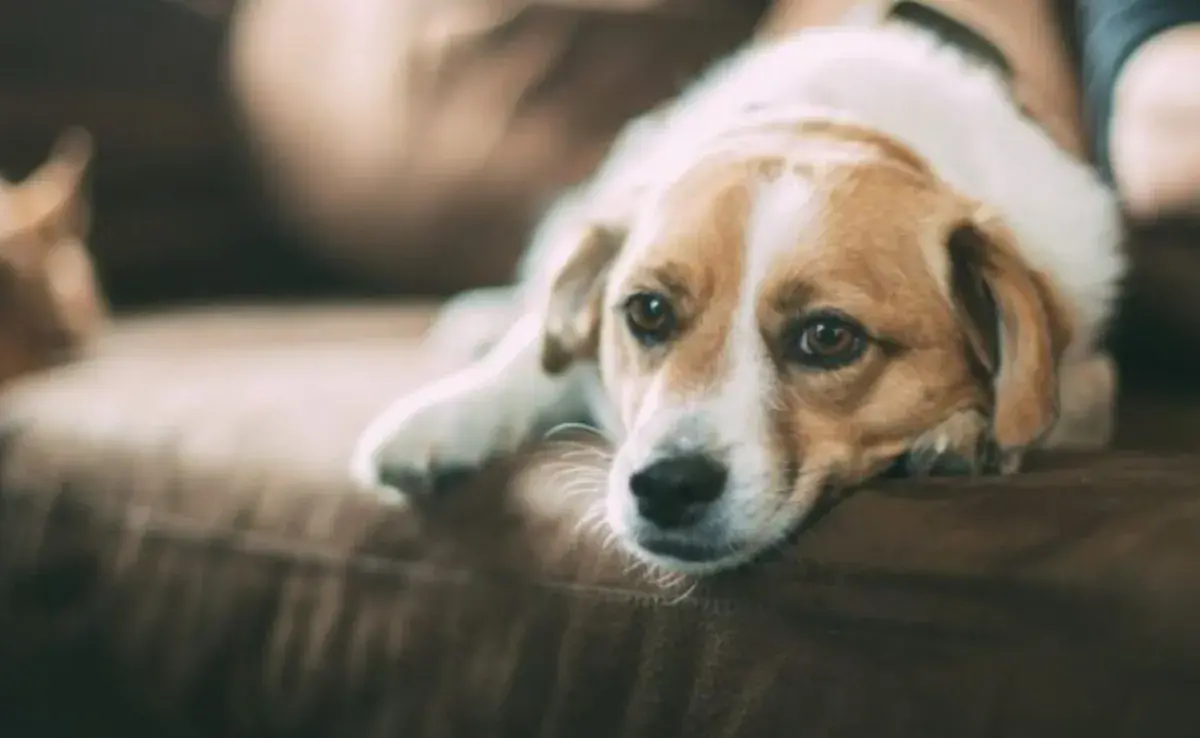Consejos para reducir la ansiedad de tu perro en el veterinario.