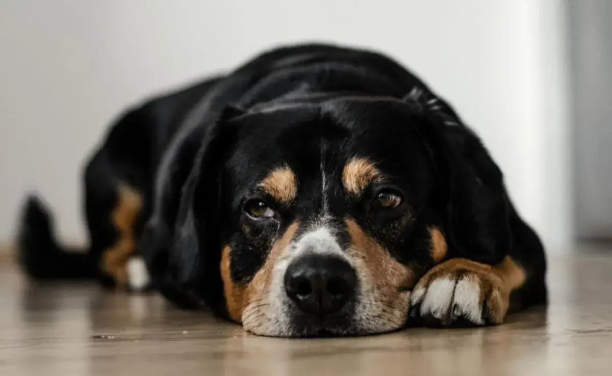 Remedios caseros que podrían ayudar a la tos de tu perro