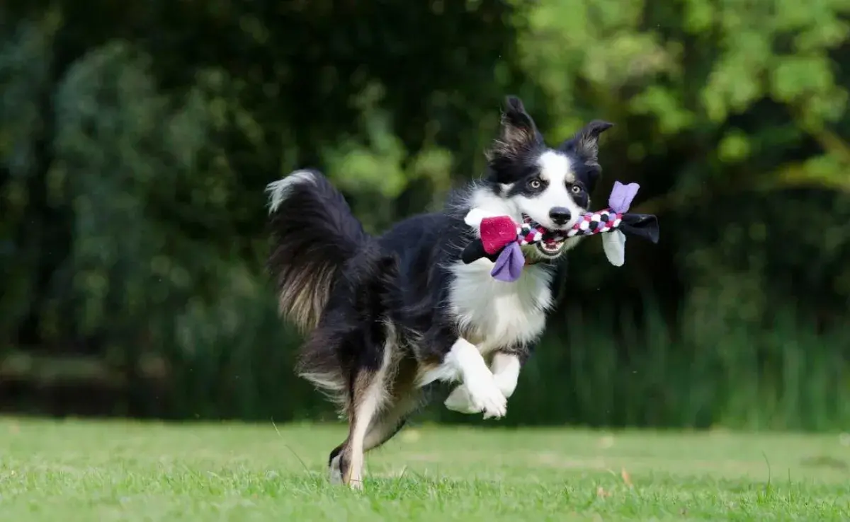 El tiempo de juego en perros mayores: qué considerar