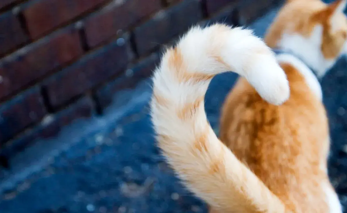 Descifra el lenguaje de tu gato cuando mueve la cola. ¡Te está diciendo algo!