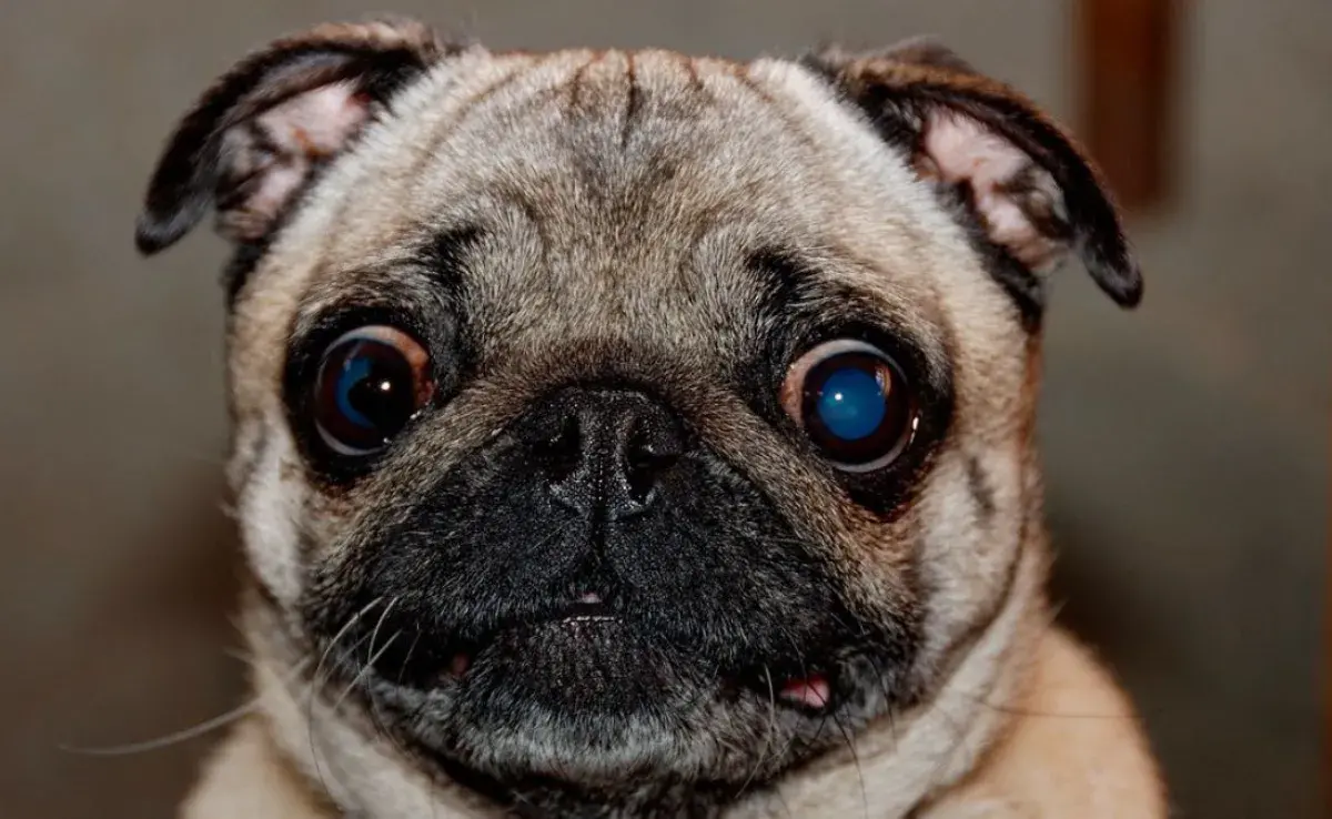 Qué es la queratitis pigmentaria? Cambios de color en los ojos de los perros